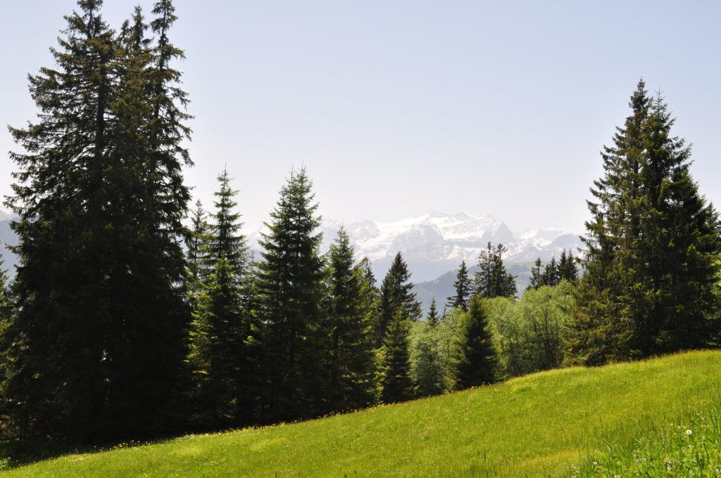Bergwald im Vordergrund und Schneeberge im Hintergrund