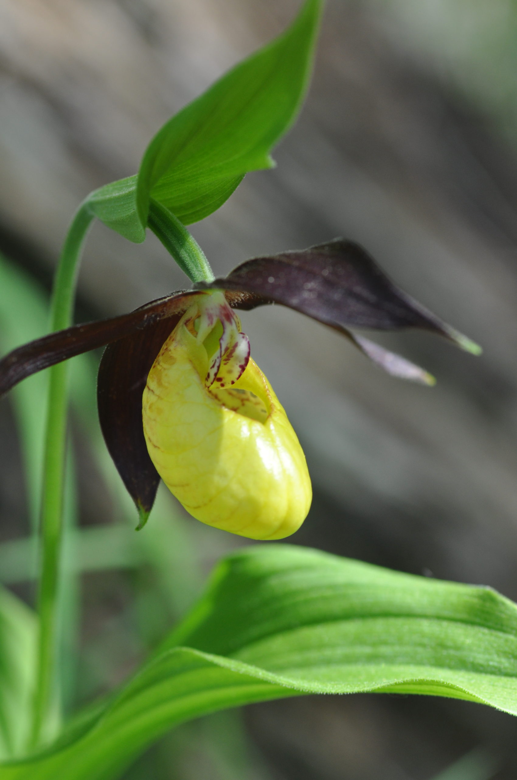 Grossaufnahme der seltenen Orchidee Frauenschuh